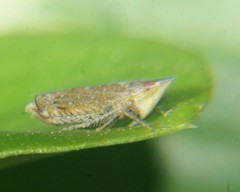 Scaphytopius cinereus