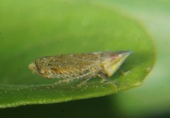 Scaphytopius cinereus