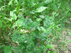 Euphorbia squamosa