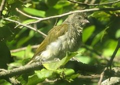 Indicator variegatus