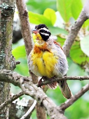 Emberiza flaviventris flaviventris