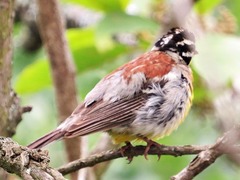 Emberiza flaviventris flaviventris