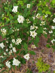 Spiraea dasyantha