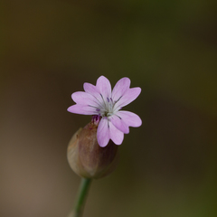 Petrorhagia nanteuilii