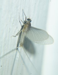 Ephemerelloidea