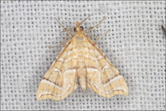 Musotima ochropteralis