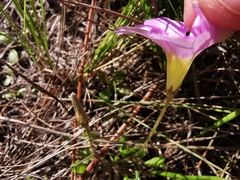 Oxalis monophylla monophylla
