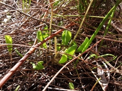 Oxalis monophylla monophylla