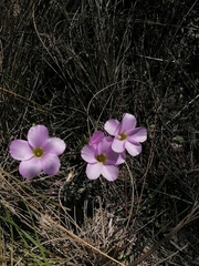 Oxalis monophylla monophylla