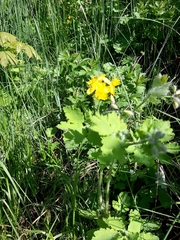 Chelidonium majus