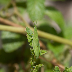 Atractomorpha