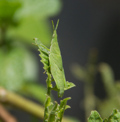 Atractomorpha