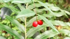 Wikstroemia