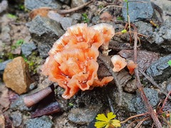 Podoscypha petalodes petalodes