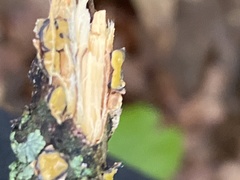 Coccomyces triangularis