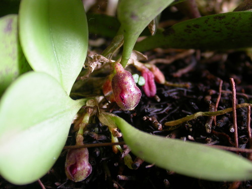 Acianthera cryptantha