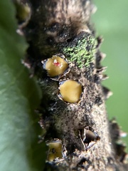Coccomyces triangularis