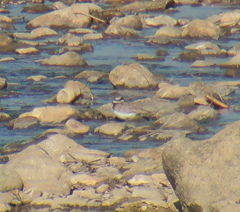 Charadrius placidus