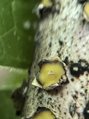 Coccomyces triangularis