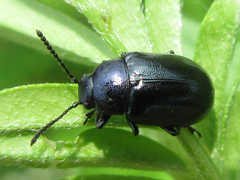 Gastrophysa atrocyanea
