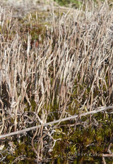 Cladonia cornuta cornuta
