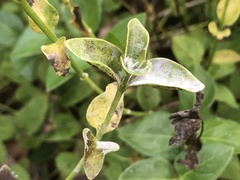 Puccinia vincae