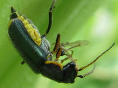 Cordylepherus sibiricus