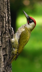 Picus viridis