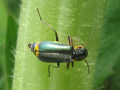 Cordylepherus sibiricus