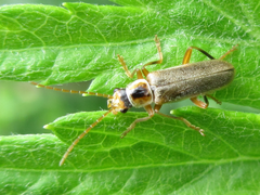 Cantharis plagiata