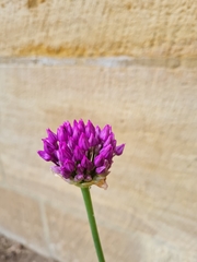 Allium