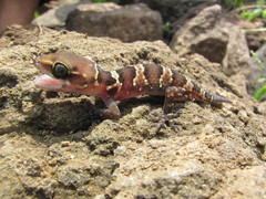 Hemidactylus triedrus