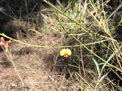 Bossiaea heterophylla