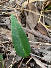 Cryptostylis