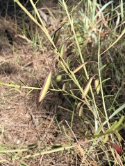 Bossiaea heterophylla