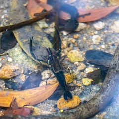 Macrobrachium laevis