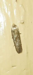 Hypatopa punctiferella