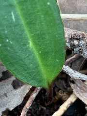 Cryptostylis