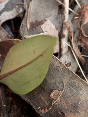 Cryptostylis