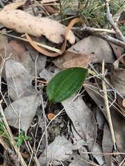 Cryptostylis