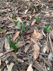 Cryptostylis