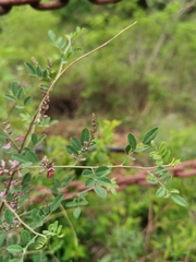 Indigofera bungeana
