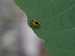 Tropidothorax fimbriatus