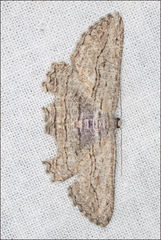 Scioglyptis loxographa