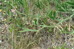 Lathyrus heterophyllus