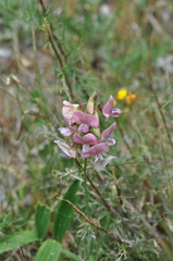Lathyrus heterophyllus