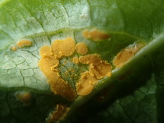 Melampsora rostrupii