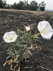 Datura ceratocaula