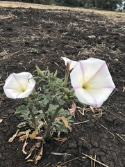 Datura ceratocaula