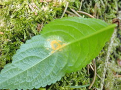 Melampsora rostrupii